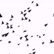 Flying birds - VideoHive Item for Sale