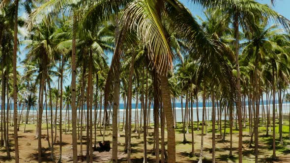 Tropical Beach with Palm Trees Aerial View