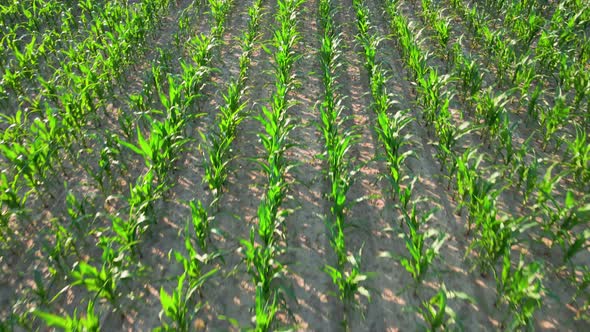 Green Corn Maize Plants on Agricultural Field Aerial View