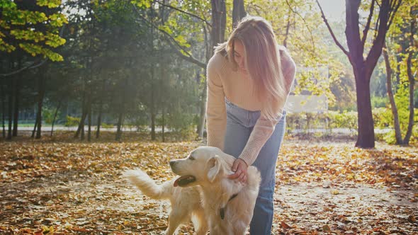 Young Woman is Standing at a Glade of Autumn Park Smiling and Stroking Her Dog Labrador Retriever