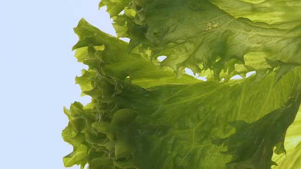 Fresh Lettuce Salad Rotating on White Background, Vegetarian Food, Top View