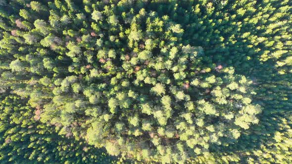 Drone footage, top.view, of a colourful autumn forest revealing a road. Filmed in realtime at 4k