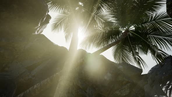 Big Palms in Stone Cave with Rays of Sunlight alt