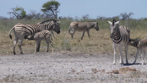 Zebras feeding their young on a dry savanna