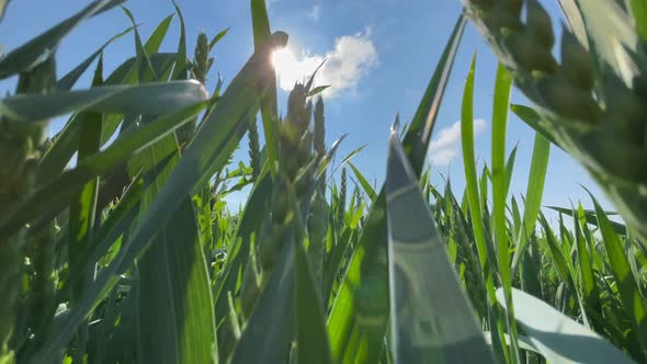 Green Wheat Stalks Blow in the Wind