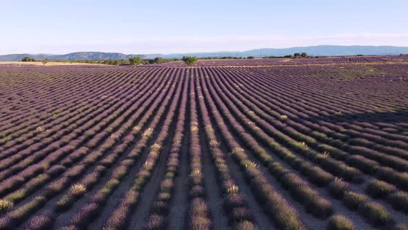 Lavender field in Plateau de Valensole, Provence France