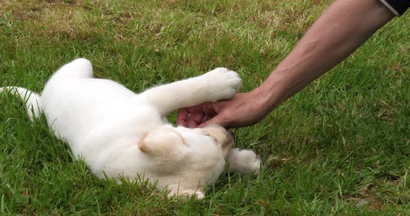 Yellow Labrador Retriever, Puppy Playing with his Mistress on the Lawn, Normandy in France