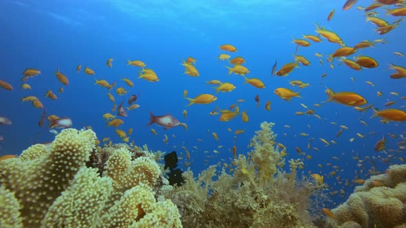 Underwater Tropical Seascape