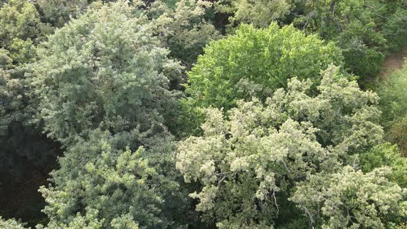 Aerial View of Green Forest in Summer. Ukraine