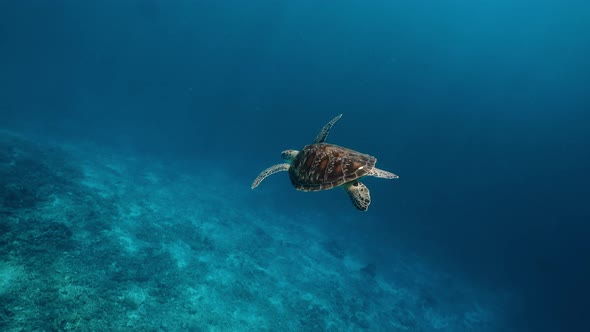 Swimming Cute Turtle in the Blue Ocean. Underwater Scuba Diving with Sea Turtle. Exotic Island