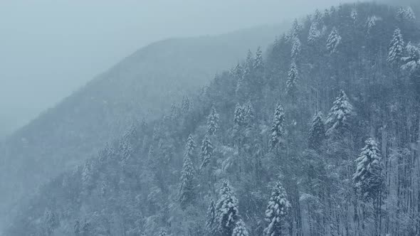 Aerial shot: spruce and pine winter forest completely covered by snow.