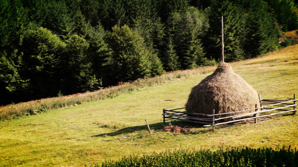 Coniferous Forest And Haymaking