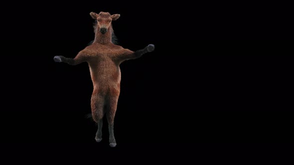 57 Horse Dancing 4K