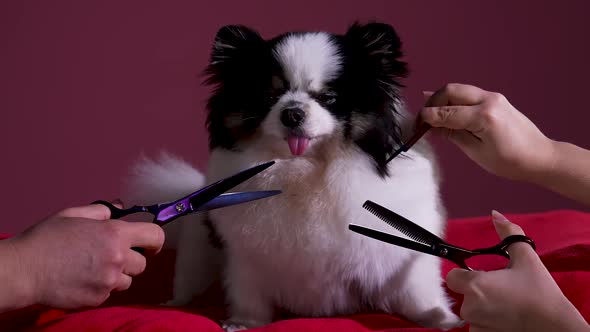 Groomers Give a Stylish Haircut to a Black and White Pomeranian Who Obediently Sits on a Red Pillow