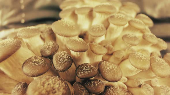 Growing mushrooms time lapse. Oyster mushrooms footage.