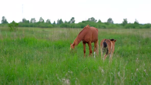 Colt Horse Grazing in Nature