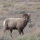 Big Horn Sheep Ram walking through the brush in a field in Wyoming - VideoHive Item for Sale
