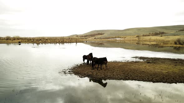 Paddles at the Watering Hole