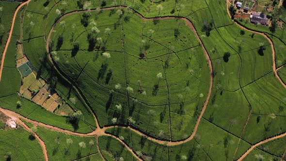 Aerial view of Ella Tea Garden, Nuwara Eliya, Sri Lanka.