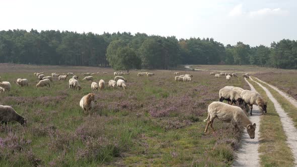 Herd of sheep grazing at the purple blooming heather in the Netherlands