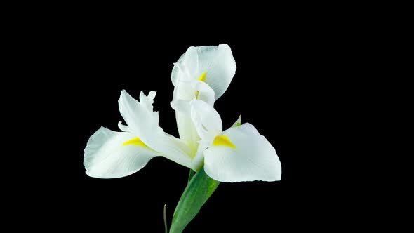 Time Lapse of Flowering White Iris on a Black Background Beautiful White Flower Video