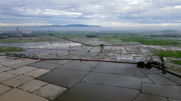 Aerial view water cultivation season of paddy field