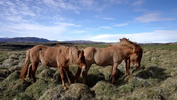 Closeup View of Icelandic Horses Standing on Grassy Field