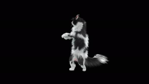 Cat Dancing 4K