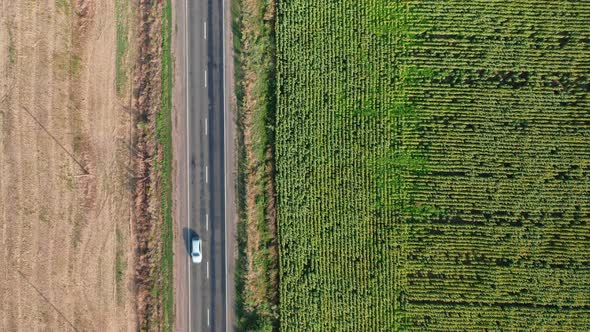 Aerial View of a Car and Bus Driving Along a Rural Road Along a Sunflower Field on a Summer Morning