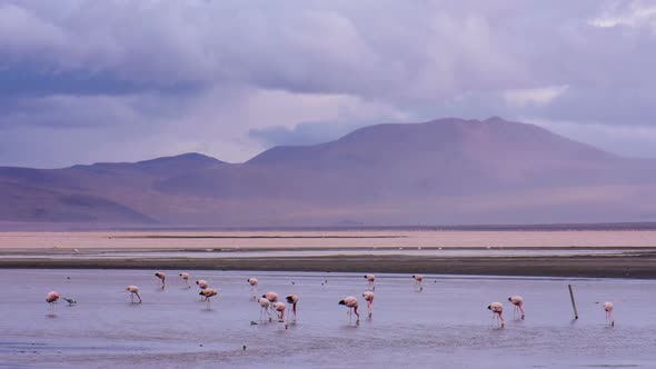 Flamingos on Red Lake in Bolivia