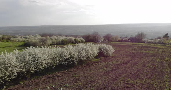 White Cherry Trees On Countryside With Silhouetted Mountains On Background. - Panning Shot