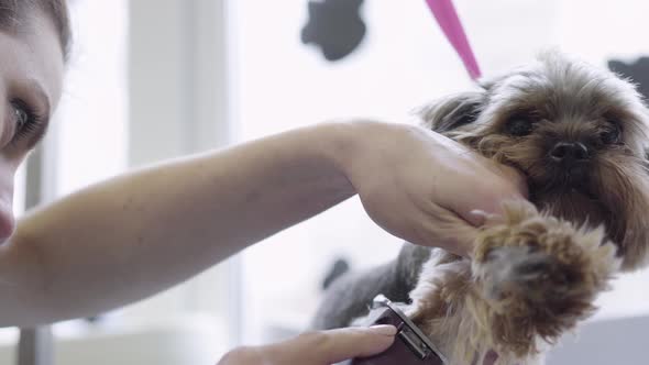 A Woman Professional Groomer Shears Wool on Dog with Electro Clipper. Adorable Domestic Pet.