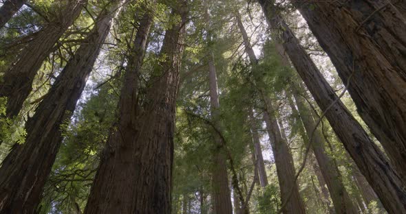 Low Angle Panning Shot of Redwood Trees Muir Woods in San Francisco CA