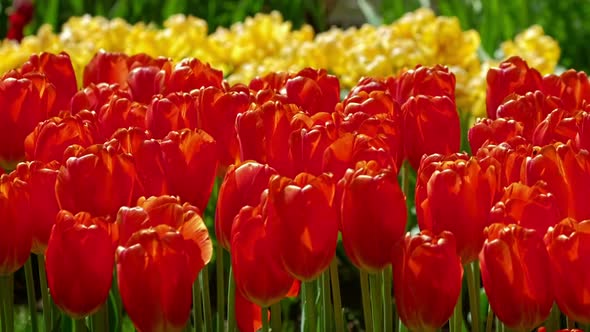 Blooming Tulips in Flower Garden