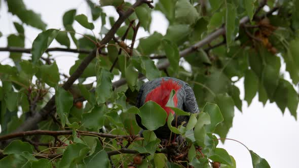 Gang Gang Cockatoo foraging food from a suburban street tree. The male birdes quickly to re the frui