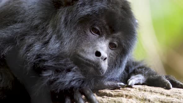 Close up shot of a sad looking Black Howler monkey resting on a tree and staring at camera