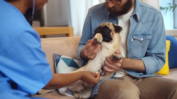 Female Veterinary Checking Dog Health with Stethoscope During Home Visit