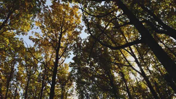 The camera rotates slowly among the trees with green-yellow foliage