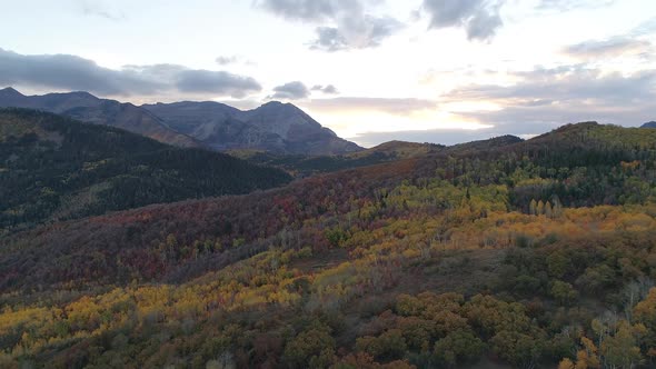 Aerial view flying over colorful forest at sunset during Fall