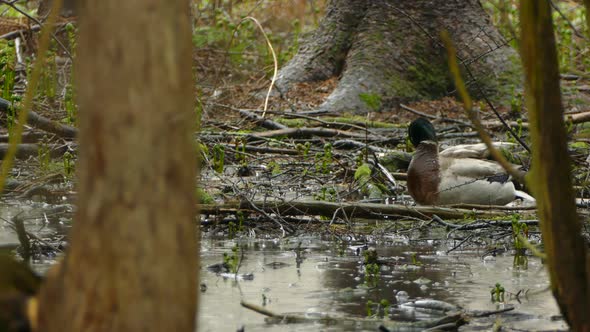 Mallard duck in the rainy woods of Ontario, Canada, static medium shot