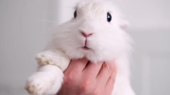 White Charming Hare Breathes Through His Nose
