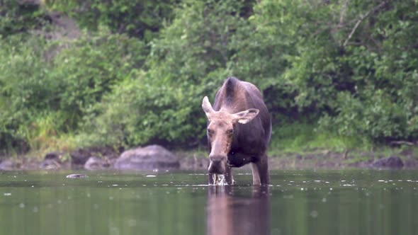 Slow motion. Moose shaking off water from it's head.