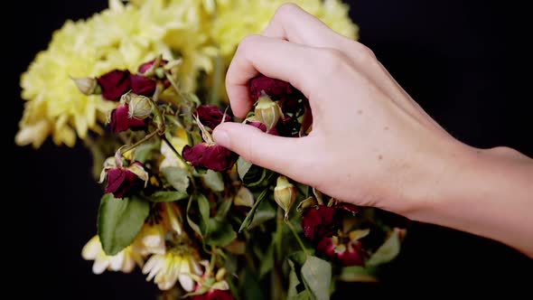 Female Hand Squeezes Bouquet of Withered Dry Red Roses on a Black Background