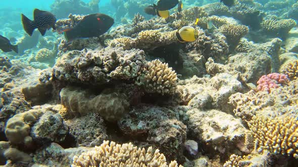 Many Fish Swim Among Corals in the Red Sea Egypt