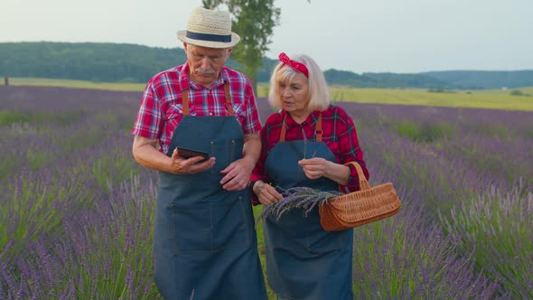 Senior Farmers Grandfather Grandmother in Field Growing Lavender Examining Harvest on Digital Tablet