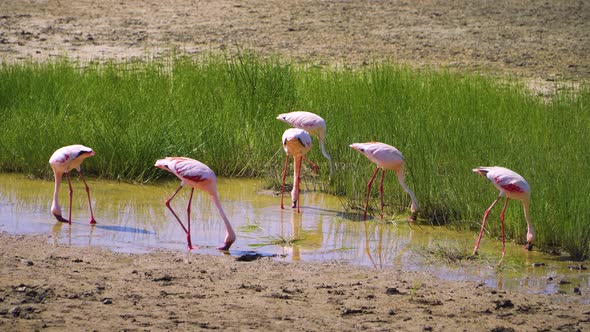 a flock of flamingos on the water among green plants walk and drink water on a safari in the African