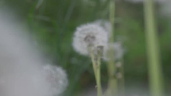 Dandelions Close-Up