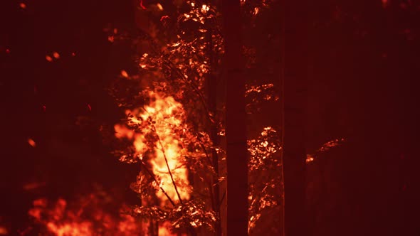 Large Flames of Forest Fire