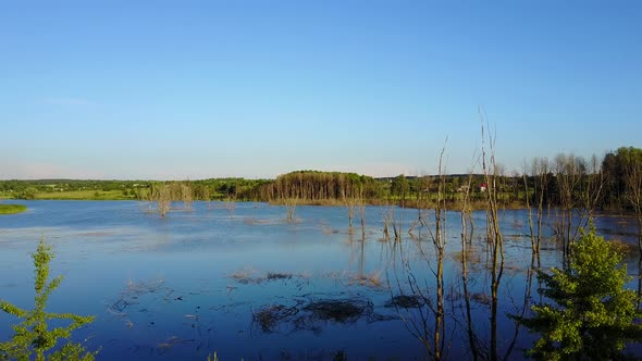 Dry Branches In The Lake