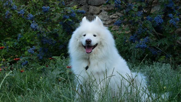 A beautiful white Samoyed dog lies on the green grass. Dog at sunset. Samoyed close-up.